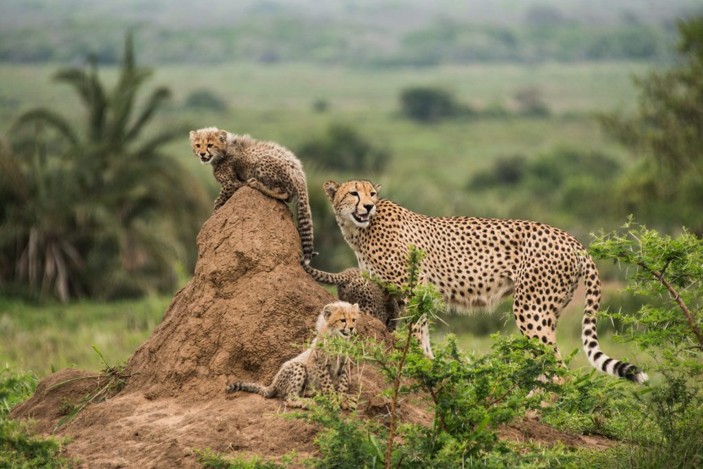 Ann van Dyk Cheetah Centre – De Wildt